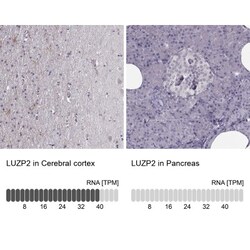 LUZP2 Antibody, Novus Biologicals:Antibodies:Primary Antibodies
